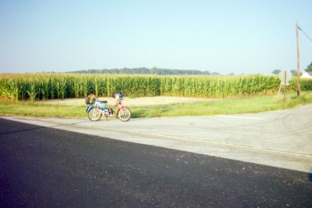 Cornfield