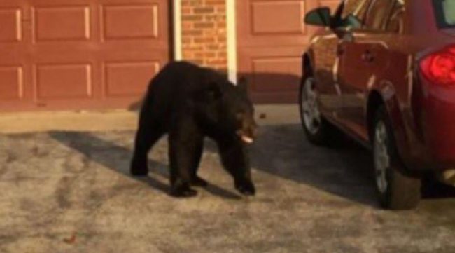 bear-in-indiana1